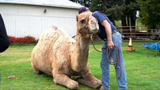 VBS Online – Home Edition